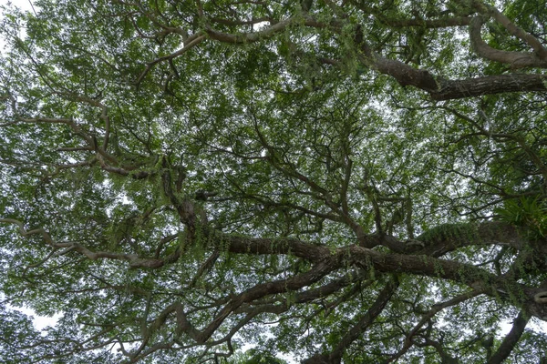 Podle Déšť Strom Nebo Východní Indické Ořech Pozadí Vědecký Název — Stock fotografie