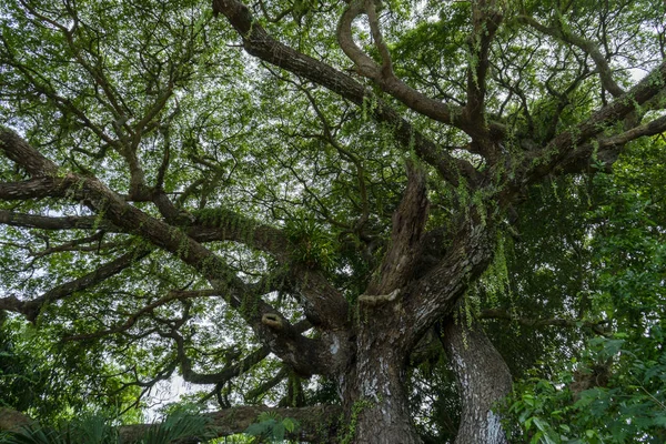 Sotto Albero Della Pioggia Sfondo Noce Indiano Orientale Nome Scientifico — Foto Stock