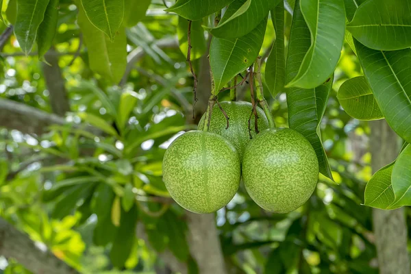 Close Van Zelfmoord Fruit Othalanga Plant Boom Cerbera Odollam — Stockfoto