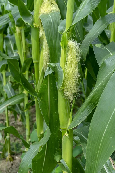 Baby Corn Leavs Tree Field — Stock Photo, Image