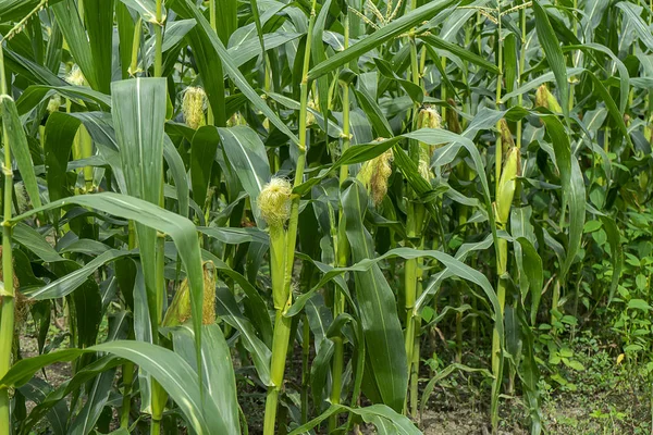 Baby Corn Leavs Tree Field — Stock Photo, Image