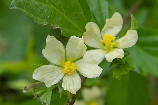 Paddys Lucerna Canapa Reginetta Sida Rhombifolia Fiore Con Foglie — Foto Stock