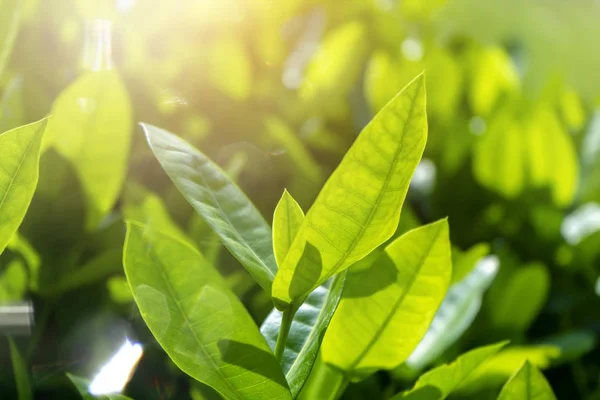 Close Leaves West Indian Jasmine Light Scientific Name Ixora — Stock Photo, Image