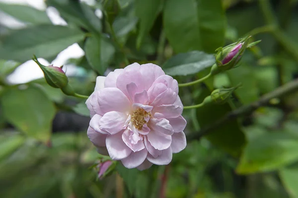 Close Pink Damask Rose Flower Leaves Blur Background Rosa Damascena — Stock Photo, Image