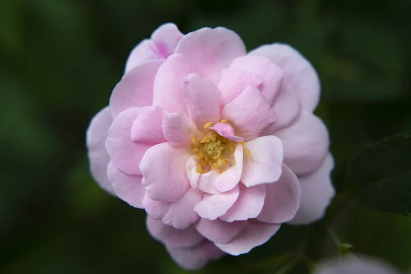 Detailní Záběr Růžové Damaškové Růže Květ Listy Rozostření Pozadí Rosa — Stock fotografie