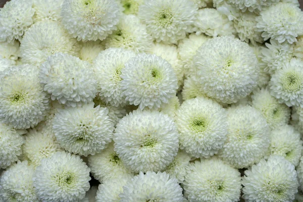 Close White Chrysanthemum Flower Background — Stock Photo, Image