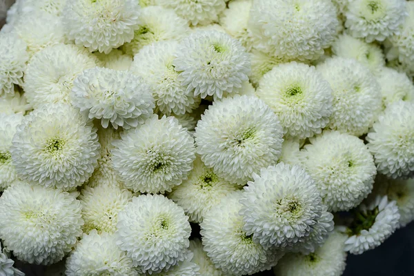 Close White Chrysanthemum Flower Background — Stock Photo, Image