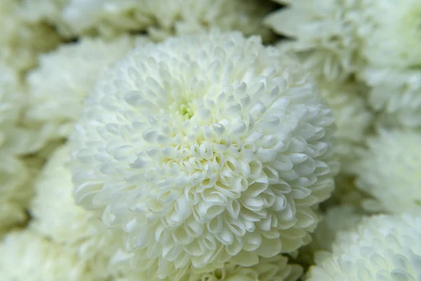 Close White Chrysanthemum Flower Background — Stock Photo, Image