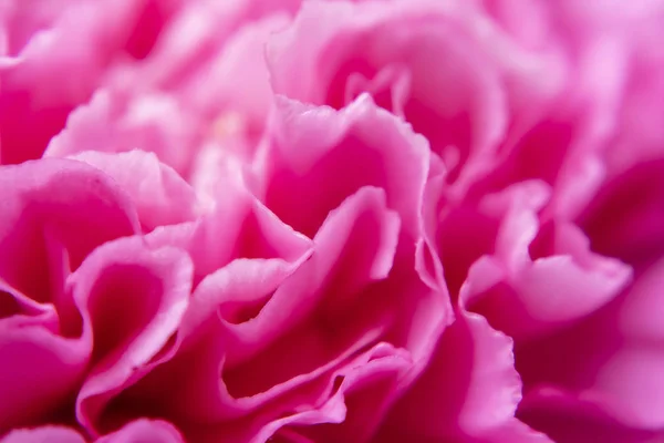 Gros Plan Pétale Rose Fond Fleur Oeillet Dianthus Caryophyllus — Photo
