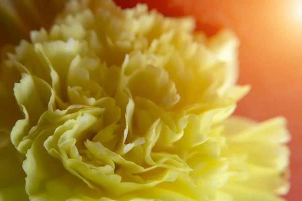 Mjukt Fokus Gula Carnation Blomma Bakgrund Med Ljus Dianthus Caryophyllus — Stockfoto