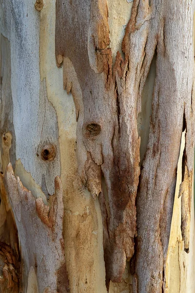 Närbild Barken Eukalyptusträd Vetenskapliga Namn Eucalyptus Globulus Labill — Stockfoto