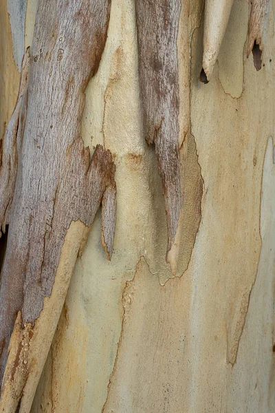 Закройте Кору Эвкалипта Научное Название Eucalyptus Globulus Labill — стоковое фото