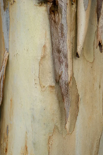 Kůra Stromu Eucalyptus Zblízka Vědecký Název Eucalyptus Globulus Labill — Stock fotografie