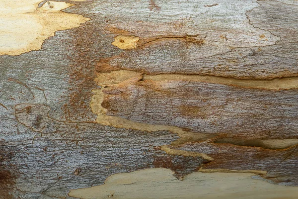 Feche Casca Eucalipto Denominação Científica Eucalyptus Globulus Labill — Fotografia de Stock
