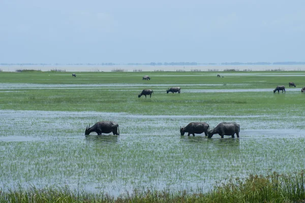 Water buffalo are eating grass in the area of Wildlife, At Songkhla Lake, Thailand.