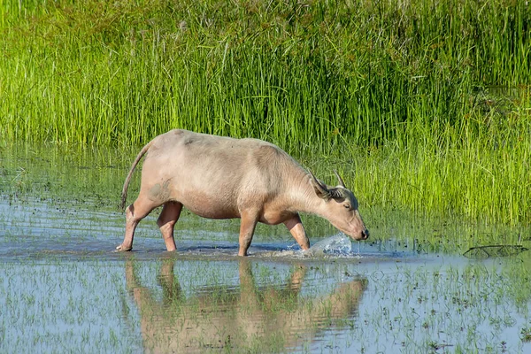 Water Buffalo Het Gebied Van Dieren Het Wild Lake Songkhla — Stockfoto