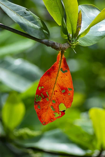 Chiuda Foglia Mandorlo Mare Rossa Albero Nome Scientifico Terminalia Catappa — Foto Stock