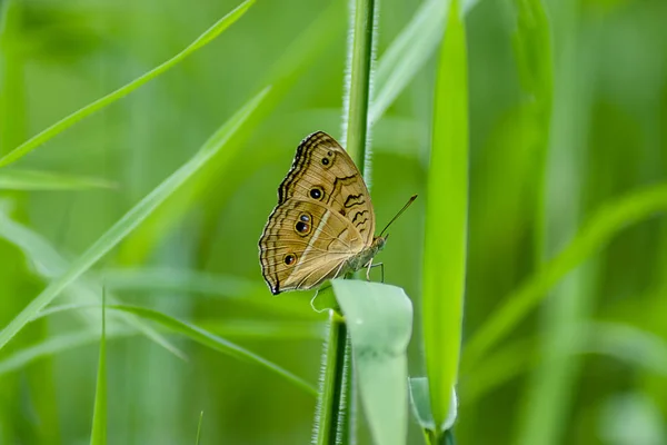 Închideți Fluturele Maro Frunze Iarbă Verde Fundal Neclar — Fotografie, imagine de stoc