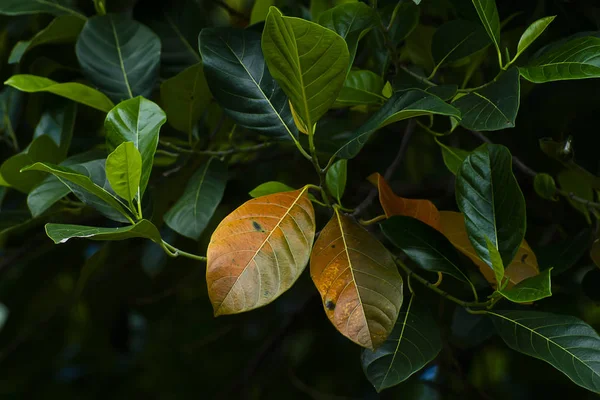 Nahaufnahme Von Jackfruchtblättern Auf Einem Baum Mit Dunklem Hintergrund Wissenschaftlicher — Stockfoto