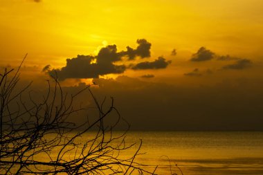 Altın saat içinde göl günbatımı gökyüzü ile siluet şube.