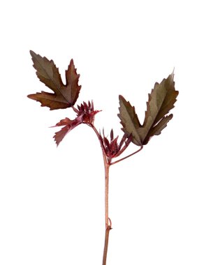 Kızılcık hibiscus veya Afrika rosemallow çiçek beyaz zemin üzerine kapatın. (Ebegümeci acetosella)