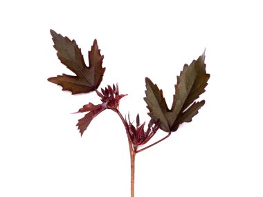 Kızılcık hibiscus veya Afrika rosemallow çiçek beyaz zemin üzerine kapatın. (Ebegümeci acetosella)