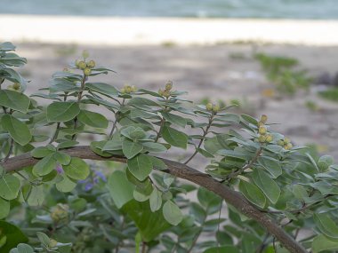 Vitex trifolia bitki sahilde yakın çekim.