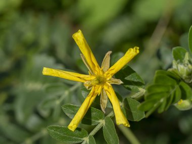Şeytan'ın diken (Tribulus terrestris bitki) yaprak yere sarı çiçek.