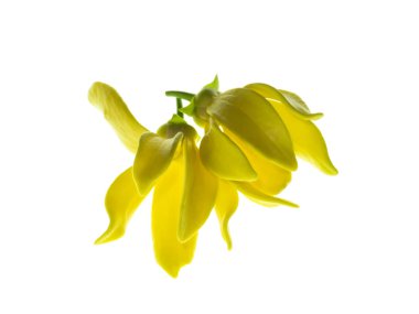 Beyaz arka planda ylang-ylang, ilang-ilang, manorangini, hara-champa veya kantali champa kokuları var..