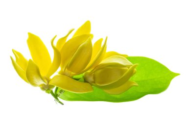 Beyaz arka planda ylang-ylang, ilang-ilang, manorangini, hara-champa veya kantali champa kokuları var..