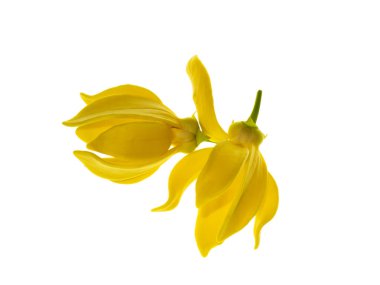 Beyaz arka planda ylang-ylang, ilang-ilang, manorangini, hara-champa veya kantali champa kokuları var..