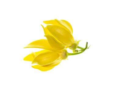Beyaz arka planda ylang-ylang, ilang-ilang, manorangini, hara-champa veya kantali champa kokuları var..