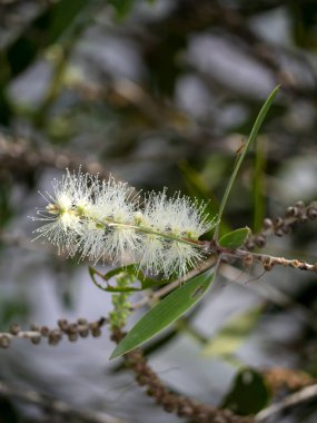 Kajuput ağaç, süt ahşap, kağıt kabuk ağacı (Melaleuca quinquenervia beyaz çiçek kadar kapatın).