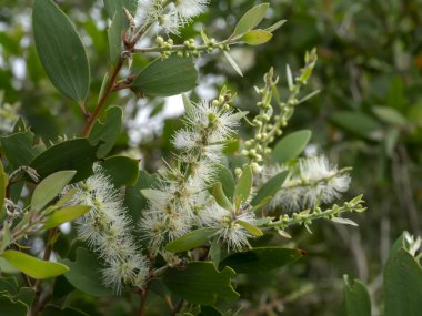 Kajuput ağaç, süt ahşap, kağıt kabuk ağacı (Melaleuca quinquenervia beyaz çiçek kadar kapatın).