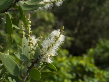 Kajuput ağaç, süt ahşap, kağıt kabuk ağacı (Melaleuca quinquenervia beyaz çiçek kadar kapatın).