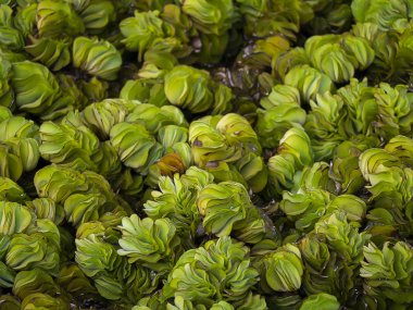 Su lettuec karanlık ışık, yakın çekim. (Salvinia cucullata Roxb)