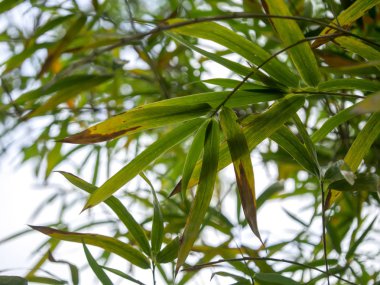 Yeşil Bambu yaprak beyaz arka plan ile.