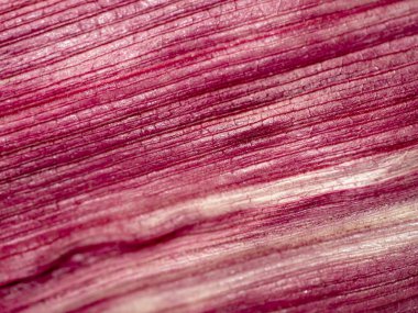 Ruby on Rails Mısır arka plan doku kabuğu kadar kapatın.