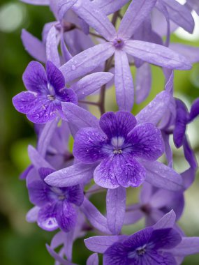 Mor çelenk zımpara asma çiçek arka planını kapatın. (Petrea volubilis)