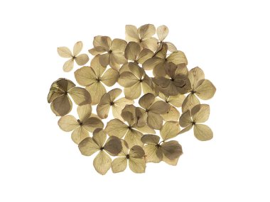 Beyaz arka plan üzerinde kuru ortanca çiçek kadar kapatın.