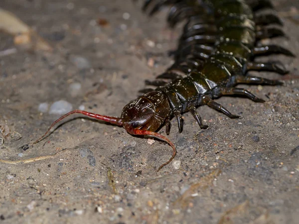 지상에 Centipedes의 닫습니다 과학적인 Chilopoda — 스톡 사진