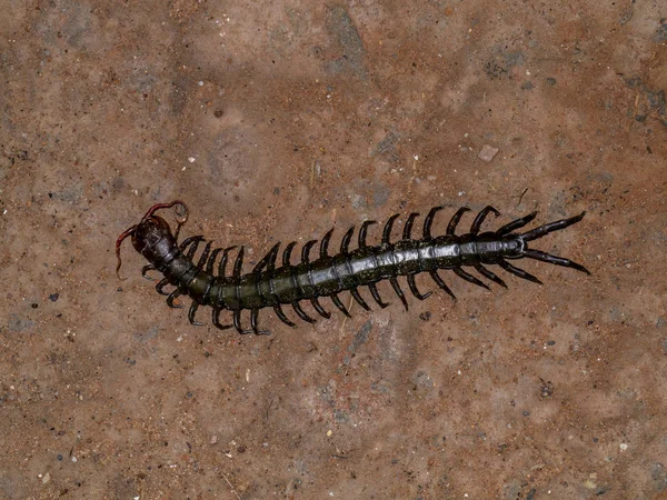 Close Centipedes Ground Scientific Name Chilopoda — Stock Photo, Image