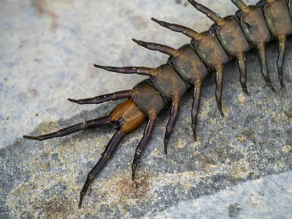 Feche Abaixo Centipedes Chão Nome Científico Chilopoda — Fotografia de Stock