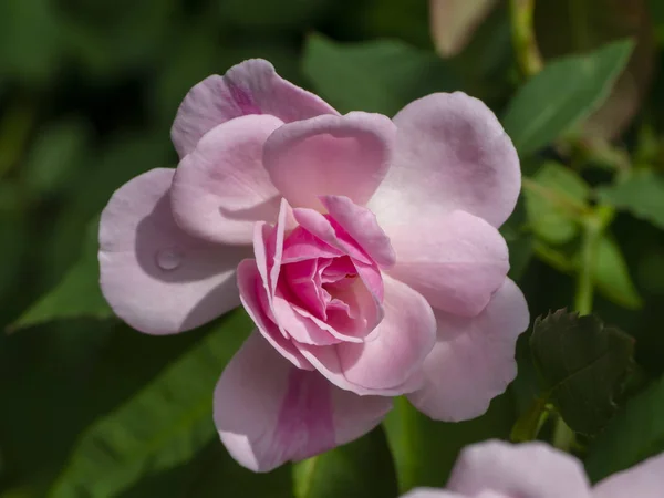 Detailní Záběr Růžové Damaškové Růže Květ Rosa Damascena — Stock fotografie