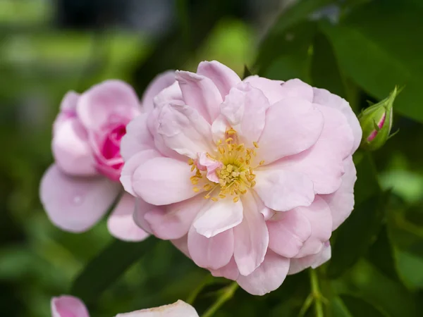 Bliska Różowy Kwiat Róży Damasceńskiej Rosa Damascena — Zdjęcie stockowe