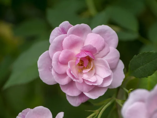 Закрыть Розовый Цветок Дамаск Роуз Rosa Damascena — стоковое фото