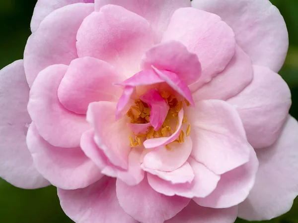 Detailní Záběr Růžové Damaškové Růže Květ Rosa Damascena — Stock fotografie