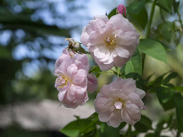 Close Pink Damask Rose Flower Rosa Damascena — Stock Photo, Image