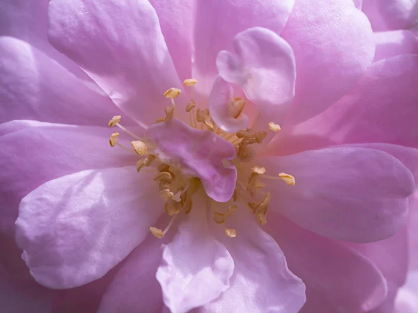 Close Pink Damask Rose Flower Rosa Damascena — Stock Photo, Image