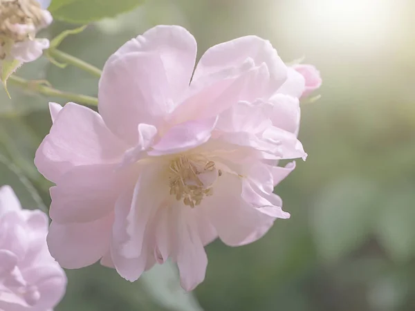 Detailní Záběr Růžová Květina Damaškové Růže Rosa Damascena Měkké Světlo — Stock fotografie